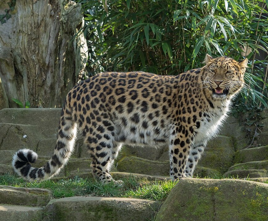 Cette sous-espèce nordique du léopard se caractérise, entre autres différences, par une fourrure plus fournie. Par William Warby